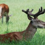 herten in de eifel spotten. bronsttijd burlen. bezoek het nationaal park eifel